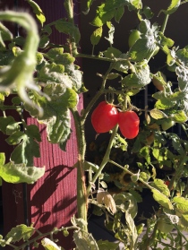 Tomatoes in a garden nearby