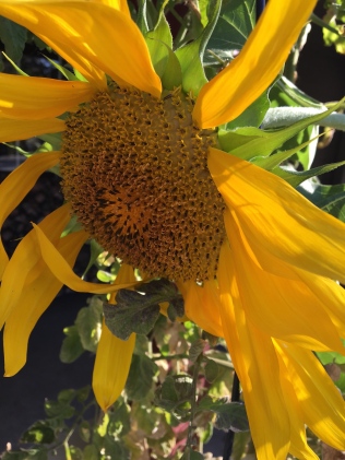 Sunflower in a garden
